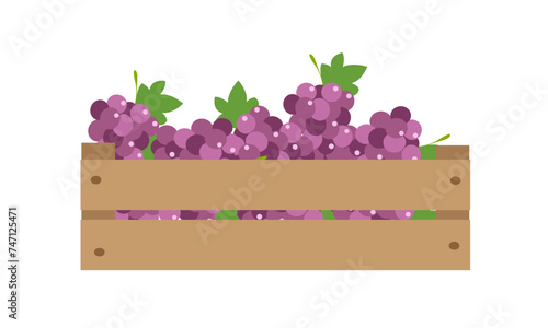 Purple grapes in wooden box. Crate of ripe grapes. Winery, winemaking, farm, fruits transportation. Vector illustration in flat style on white background for label, package, poster.