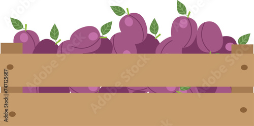 Plums in a wooden box. Vector illustration. Isolated on white background. Harvest eco and healthy fruits , summer , utumn season .Flat illustration for you design.