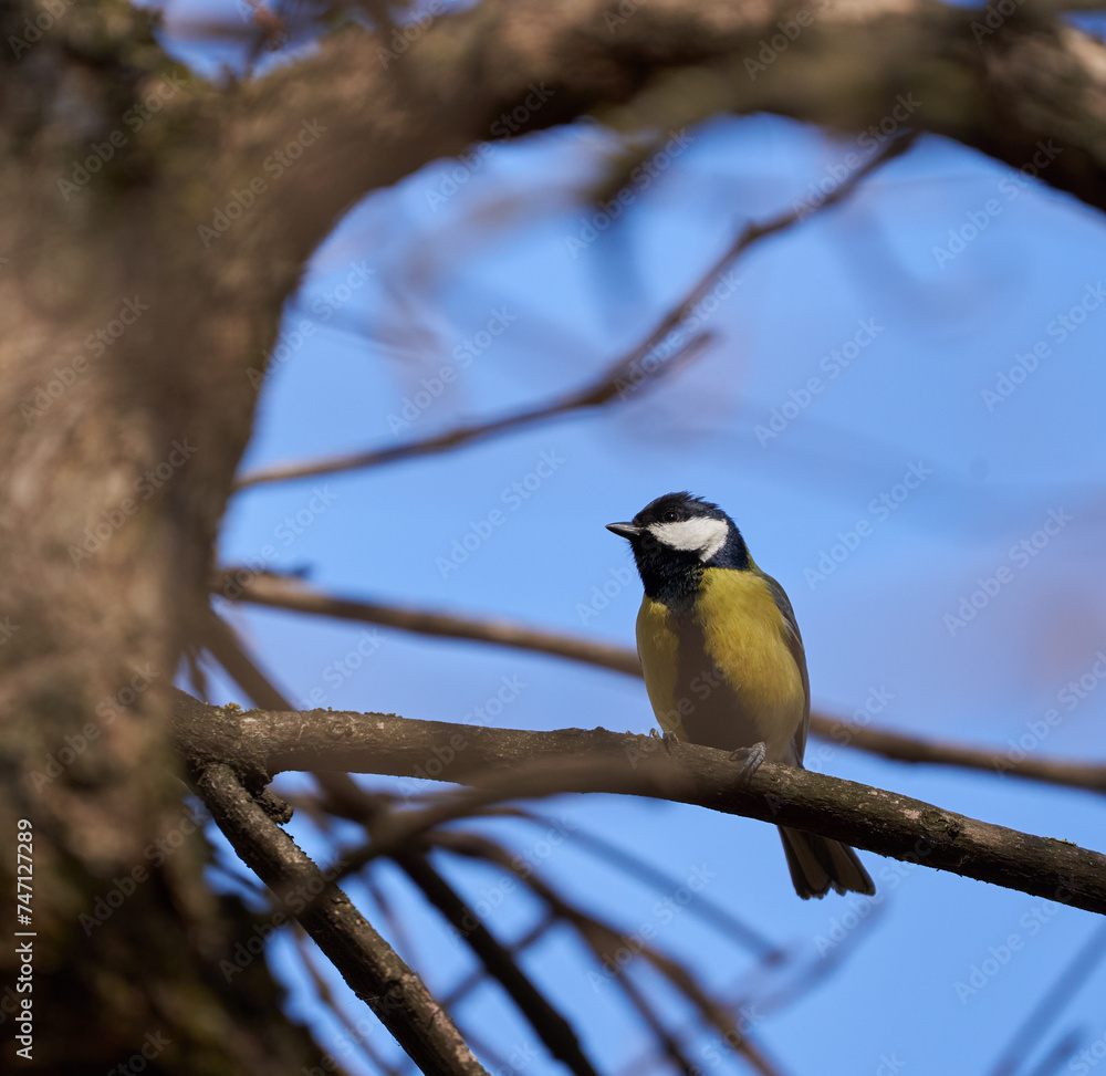Fototapeta premium Great tit perched in a tree