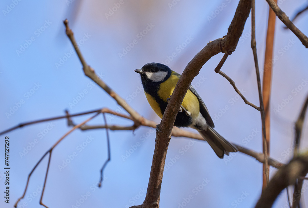 Great tit perched in a tree