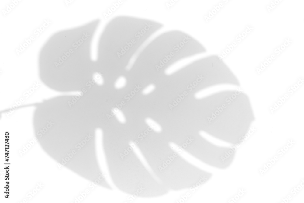 Realistic shadow from tropical plant monstera leaf isolated on white background Realistic shadow from tropical plant monstera leaf isolated on white background