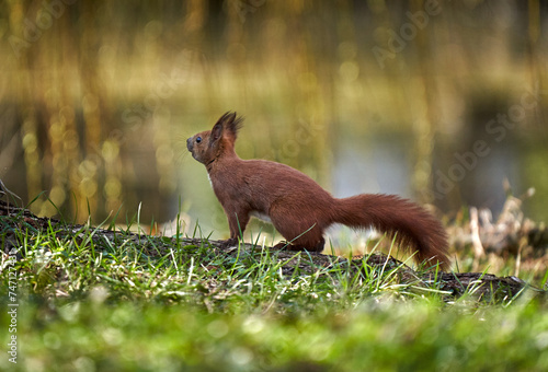 Cute red squirrel in the grass
