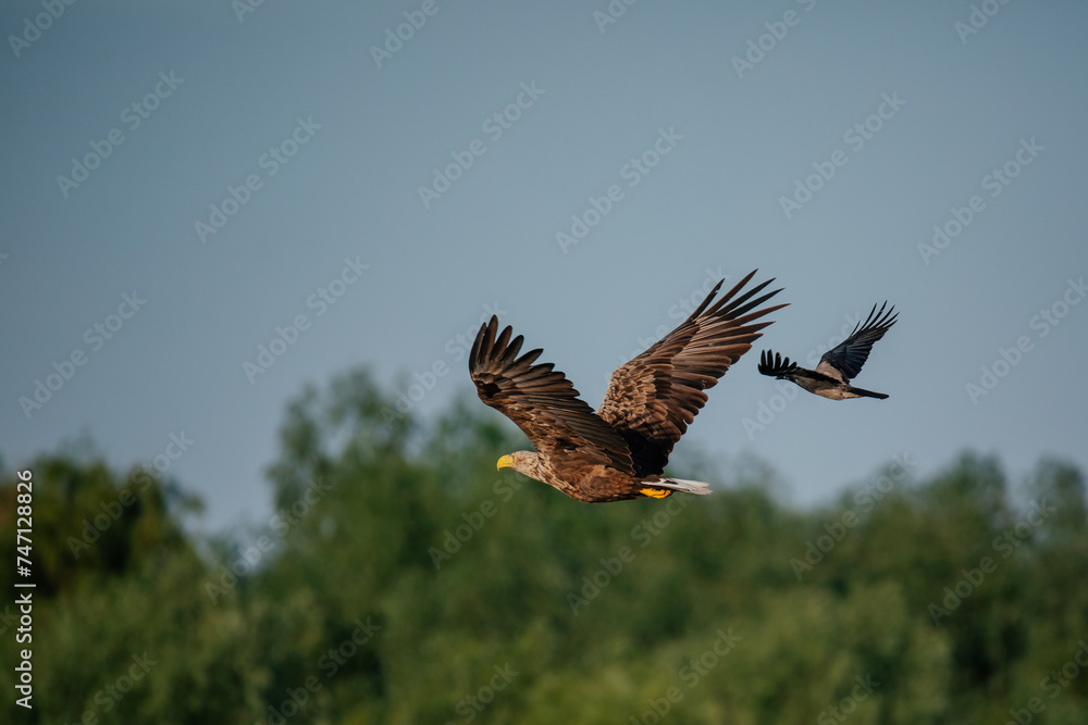 Fototapeta premium The white-tailed eagle (Haliaeetus albicilla) from the Danube Delta, Romania.