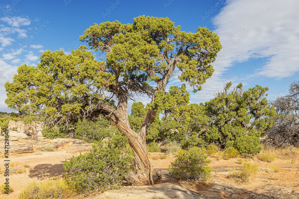 Fototapeta premium Utah juniper trees at Cold Shivers Point in the Colorado National Monument