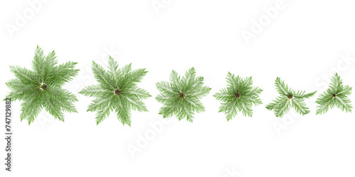 3d rendering of Dicksonia antarctica trees on transparent background from top view