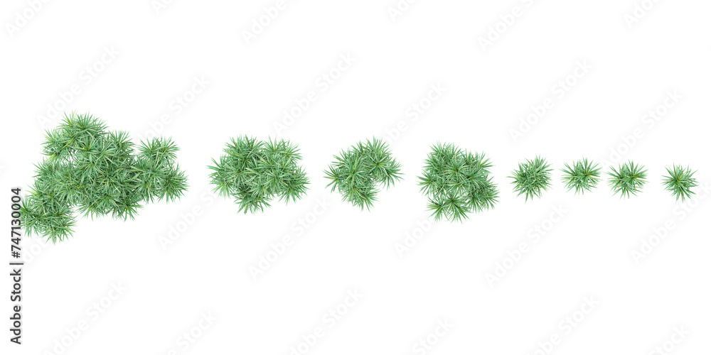collection of Pandanus tectorius trees beautiful isolated on white background from top view collection of Pandanus tectorius trees beautiful isolated on white background from top view