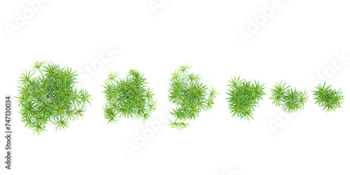 Cyperus alternifolius Trees collection with realistic style from top view