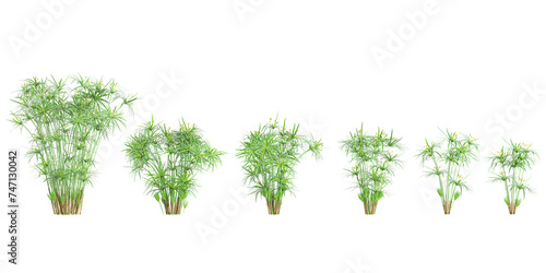 Cyperus alternifolius Trees collection with realistic style