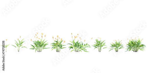 Set of Heliconia Psittacorum flower plants, isolated on transparent background. 3D render