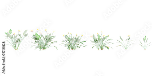 Strelitzia reginae trees on transparent background  for illustration  digital composition  and architecture visualization
