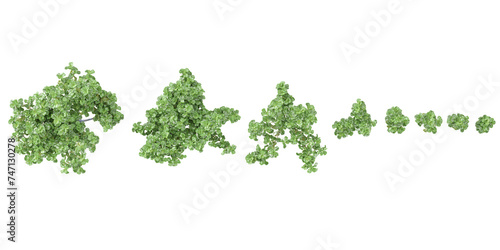 Top view of Ficus lyrata trees cutout backgrounds 3d rendering png