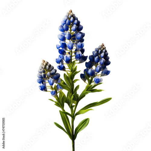 bluebonnet isolated on transparent background, png