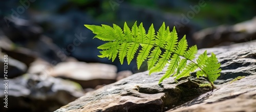 A green Majorca fern, known as Polypodium cambricum, is seen sprouting from a crack in a rocky surface. The plants vibrant green leaves contrast with the rugged, grey rocks. photo