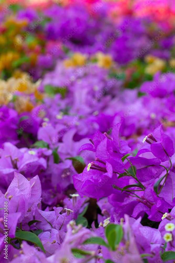 Beautiful bougainvillea flowers with green leaves Beautiful bougainvillea flowers with green leaves