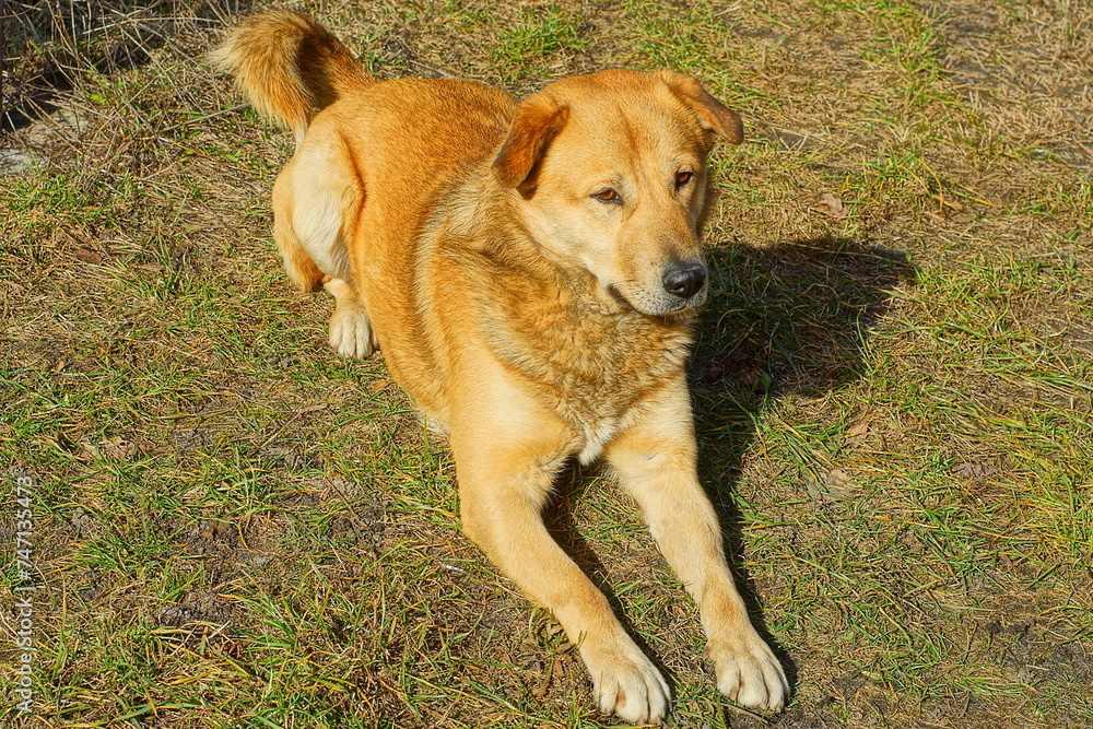 one beautiful kind big red dog with a black muzzle lies on the ground and looking during the day on the street and looks
one beautiful kind big red dog with a black muzzle lies on the ground and looking during the day on the street and looks