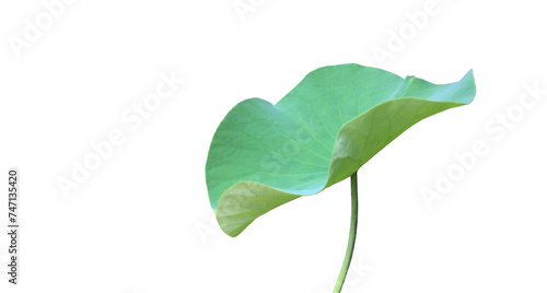 Lotus leaf or waterlily leaf isolated on white background with clipping paths. photo