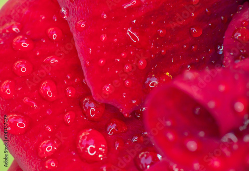 red rose in garden raindrops