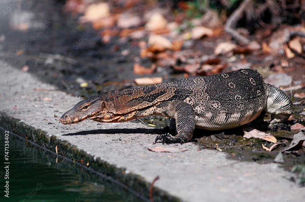 Fototapeta premium The Asian water monitor (Varanus salvator) is a large varanid lizard native to South and Southeast Asia.