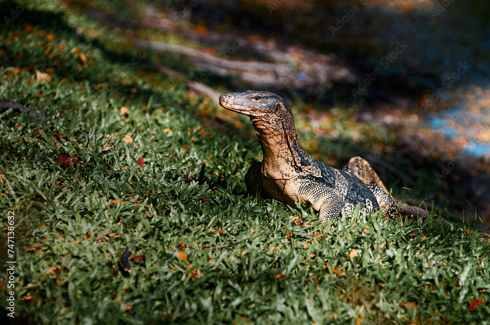 Obraz premium The Asian water monitor (Varanus salvator) is a large varanid lizard native to South and Southeast Asia.