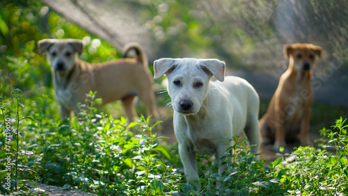 Close-up of barking Canis lupus dingo dogs