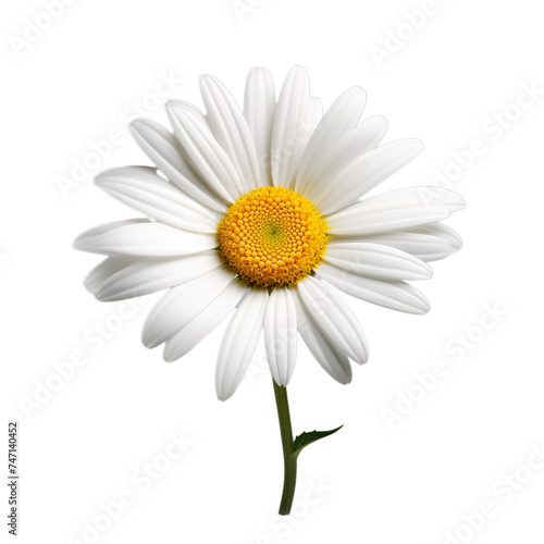 camomile isolated on transparent background  png