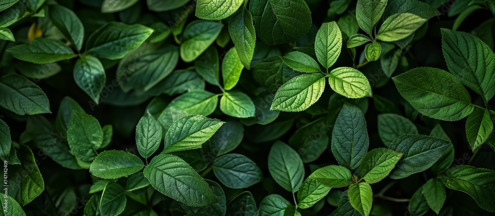 Close-up shot of green leaves of a terrestrial plant on a dark background, showcasing the diverse shades and textures of the foliage. Close-up shot of green leaves of a terrestrial plant on a dark background, showcasing the diverse shades and textures of the foliage.
