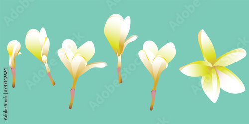 Tropical composition of plumeria flowers and green leaves on a white background. Vector. photo