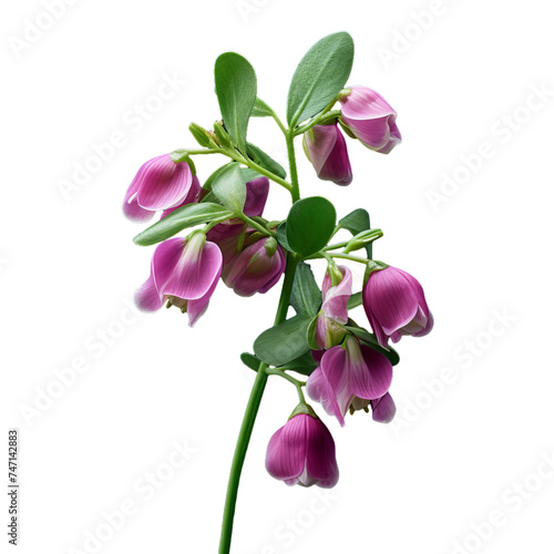 cerinthe isolated on transparent background  png