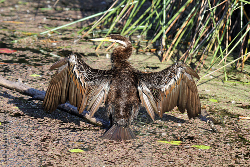 Australasian darter bird with its wings stretched out photo