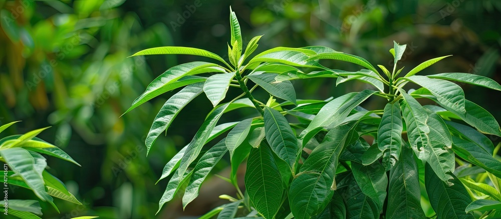This close-up shot showcases the lush green leaves of a mango plant, typical of the growth seen in December in Central Java. The leaves are healthy and vibrant, capturing the essence of new growth and This close-up shot showcases the lush green leaves of a mango plant, typical of the growth seen in December in Central Java. The leaves are healthy and vibrant, capturing the essence of new growth and