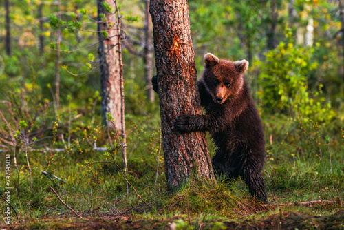 Young bear cub in the summer forest