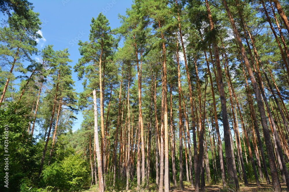 Pine tree forest in sunny summer day. Pine forests. Pine forests usually occur on dry slopes. Pine tree forest in sunny summer day. Pine forests. Pine forests usually occur on dry slopes.
