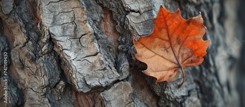 Autumn vibes: Detailed close-up of a leaf resting on a textured tree trunk in a forest setting