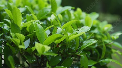 Close-up tropical greenery under raindrops. Envision your dream home in Asia's verdant landscapes with this featuring rain foliage in serene garden, symbolizing peaceful life amidst nature's embrace