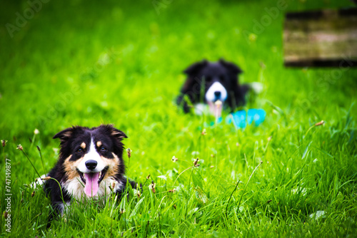 Fototapeta Naklejka Na Ścianę i Meble -  dog on grass