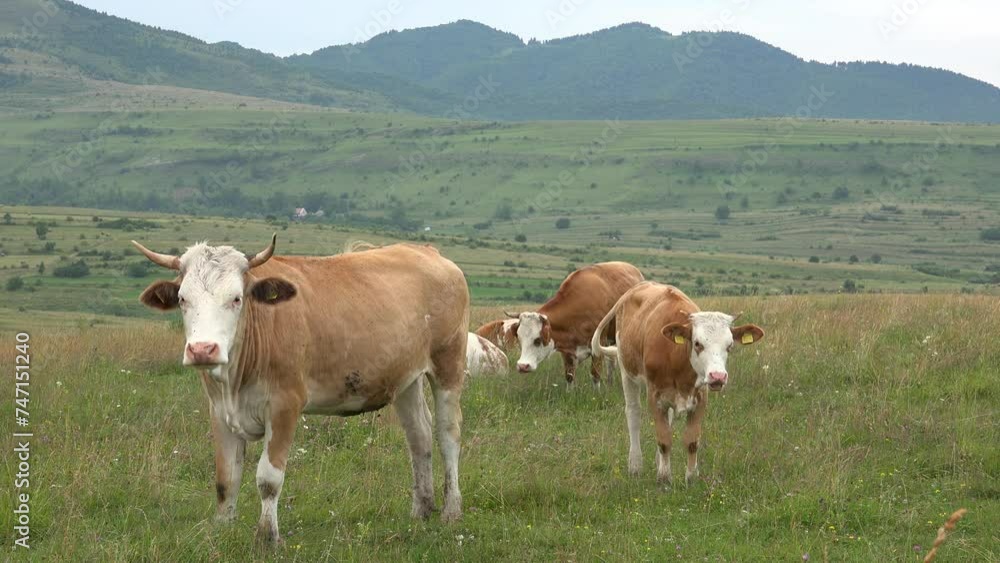 Cows Grazing in Mountains Agriculture Field, Beef Portrait Pasturing on Meadow, Animals in Pasture Farming, Countryside Village Cows Grazing in Mountains Agriculture Field, Beef Portrait Pasturing on Meadow, Animals in Pasture Farming, Countryside Village