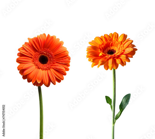 Peach orange gerbera daisy set isolated on transparent background. Clipart template for collages  cards and posters  spring style  romance  congratulations