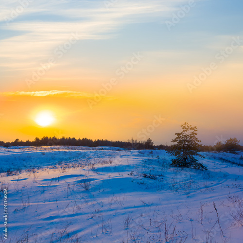 winter snowbound fir forest at the sunset, calm winter forest background