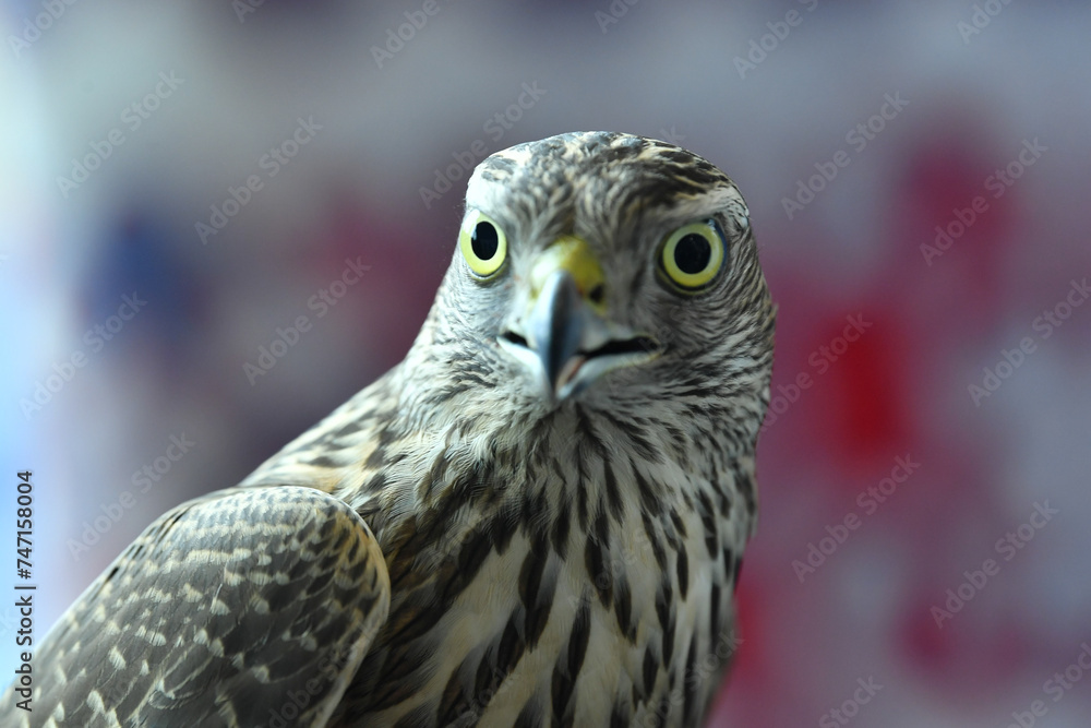 Obraz premium falcon bird of prey