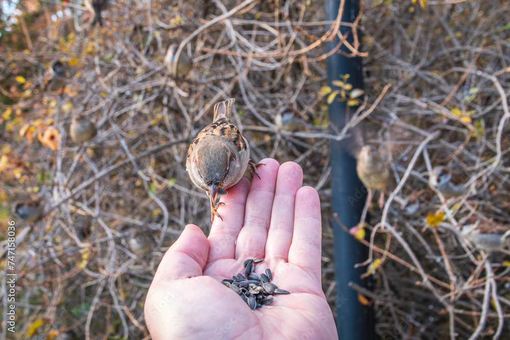 Obraz premium Sparrow eats seeds from a man's hand