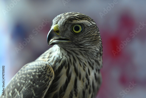 falcon bird of prey