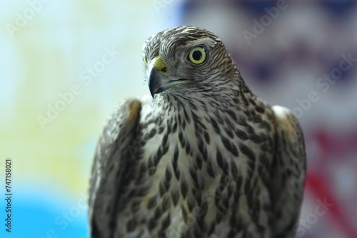 falcon bird of prey