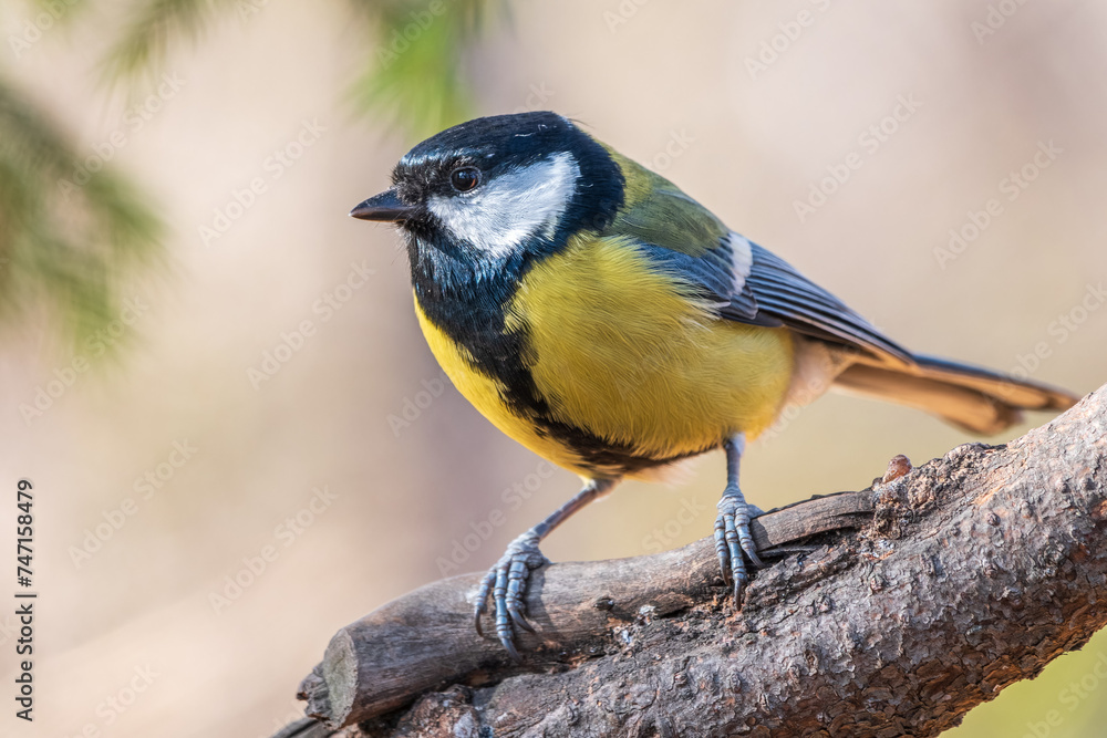 Obraz premium Cute bird Great tit, songbird sitting on the branch with blurred background