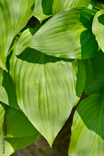 Plantain lily leaves photo