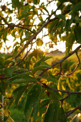 Baum in romantischem Abendlicht