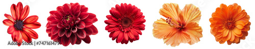 Set of red and orange flowers isolated on a transparent background