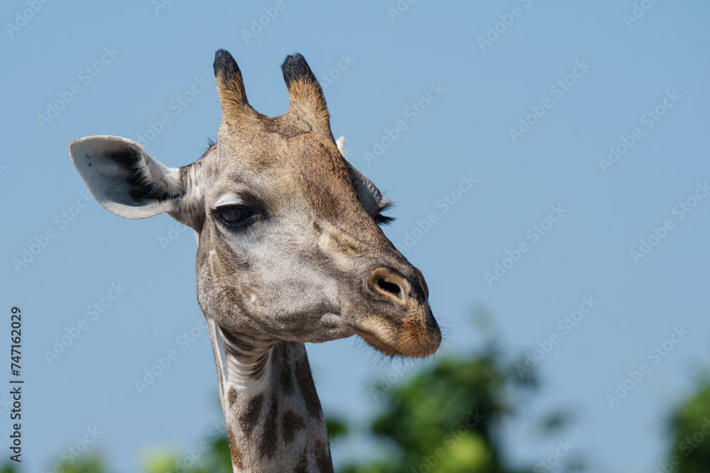Giraffe's face Giraffe's face
