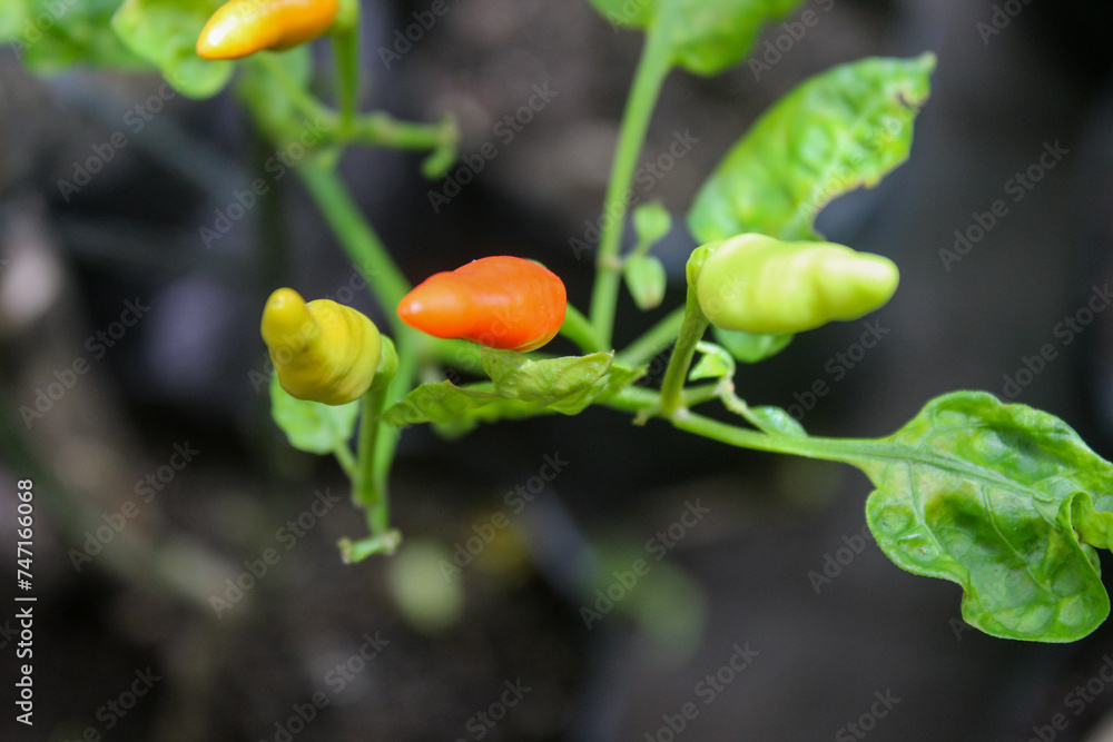 reddish orange chili fruit on the tree reddish orange chili fruit on the tree