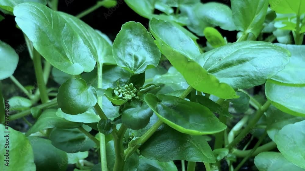 Watercress, fresh eatable herb and medicinal plant in spring with flower Watercress, fresh eatable herb and medicinal plant in spring with flower