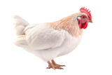 Hen isolated on transparent and white background.PNG image.